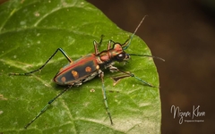 Cosmodela aurulenta aurulenta