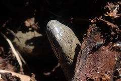 Duberria lutrix lutrix