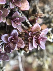 Thymus praecox
