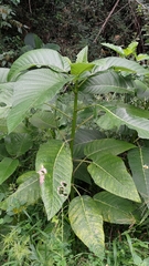 Dendrocnide meyeniana