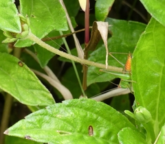 Conocephalus saltator