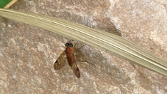 Orthorrhapha
