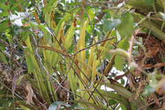 Pyrrosia longifolia
