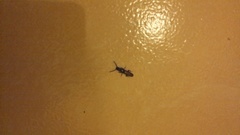 Taphroscelidia linearis