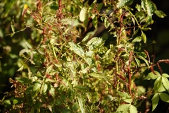 Rose rosette emaravirus