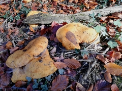 Lactarius scrobiculatus