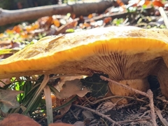 Lactarius scrobiculatus