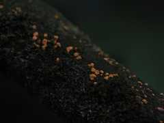 Nectriaceae