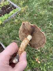 Pholiota squarrosa