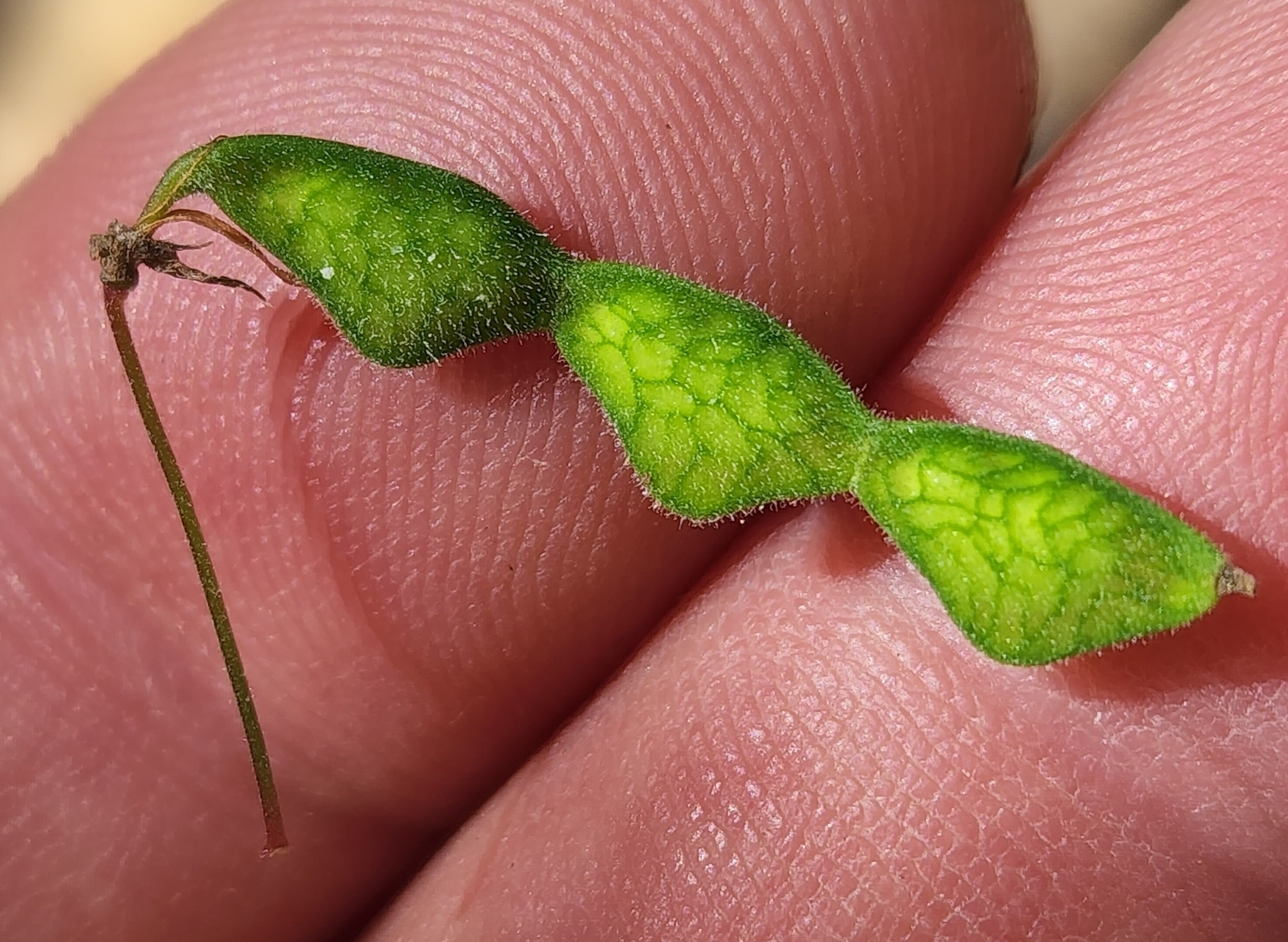 Desmodium metcalfei