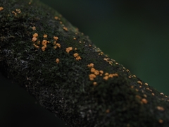 Nectriaceae
