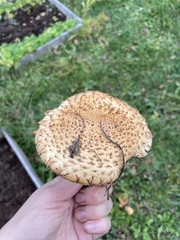 Pholiota squarrosa