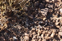 Phrynocephalus versicolor