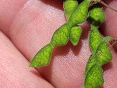 Desmodium metcalfei