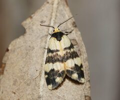 Thallarcha chrysochares