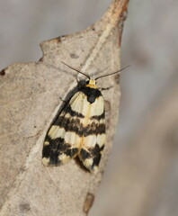 Thallarcha chrysochares