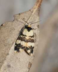 Thallarcha chrysochares