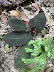 Ardisia mamillata