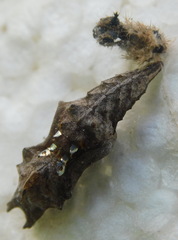 Lepidoptera