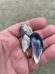 Mytilus planulatus