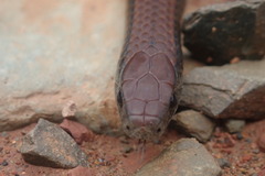 Duberria lutrix