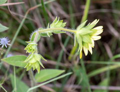 Silphium mohrii