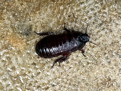 Blaberidae