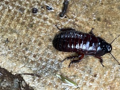 Blaberidae