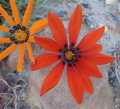 Gazania rigida
