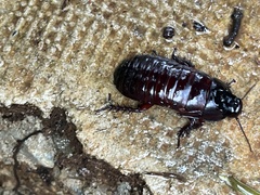 Blaberidae