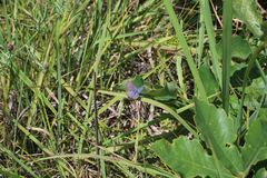 Plebejus samuelis
