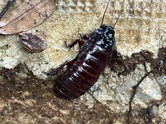 Blaberidae