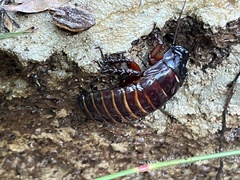 Blaberidae
