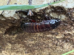 Blaberidae