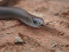 Duberria lutrix