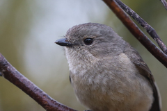 Pachycephala fuliginosa