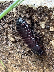 Blaberidae