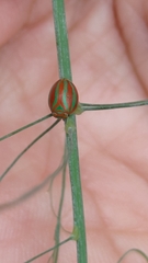 Hemisphaerius