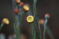 Coronidium scorpioides