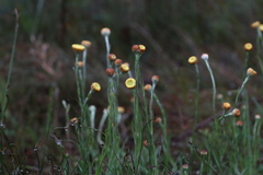 Coronidium scorpioides