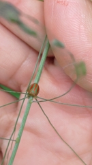 Hemisphaerius