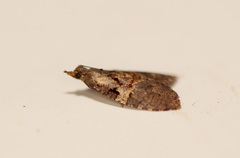 Paranepsia amydra