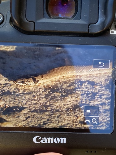 False Smooth Snake