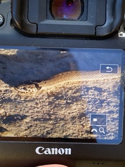 Macroprotodon cucullatus