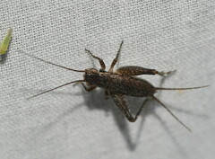 Eurepa marginipennis