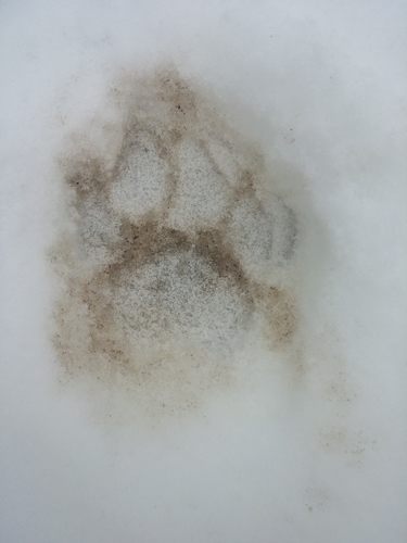Mountain Lion photographed in South Dakota
