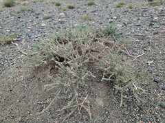 Reaumuria songarica