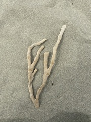 Porifera