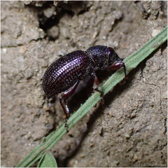 Otiorhynchus cribricollis