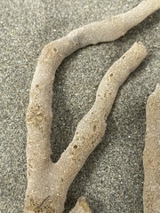 Porifera
